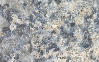 What is White Rust?